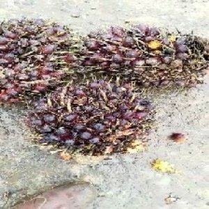 underripe_valid (244).jpg