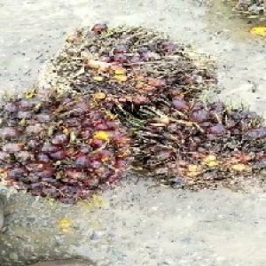 underripe_valid (245).jpg