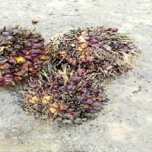 underripe_valid (246).jpg