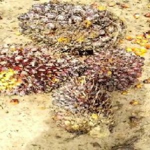 underripe_valid (248).jpg