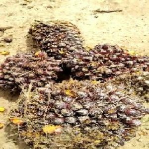 underripe_valid (249).jpg