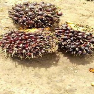 underripe_valid (251).jpg