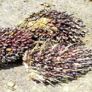 underripe_valid (254).jpg