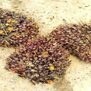 underripe_valid (258).jpg