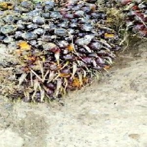 underripe_valid (259).jpg