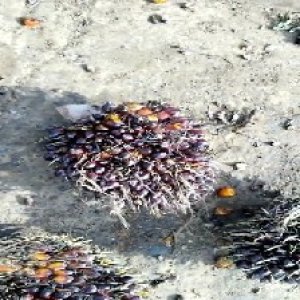 underripe_valid (26).jpg