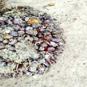 underripe_valid (260).jpg