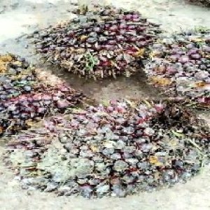 underripe_valid (261).jpg