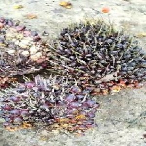 underripe_valid (265).jpg