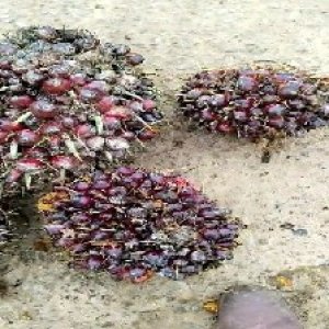 underripe_valid (266).jpg