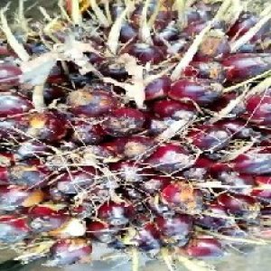 underripe_valid (27).jpg