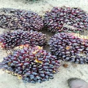 underripe_valid (272).jpg