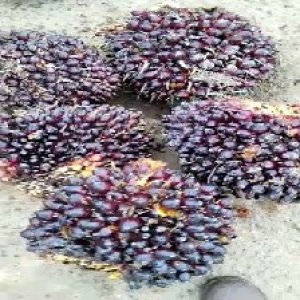 underripe_valid (273).jpg