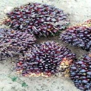 underripe_valid (275).jpg