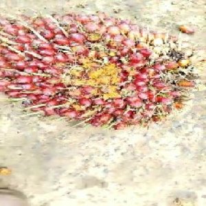 underripe_valid (28).jpg