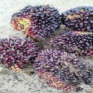 underripe_valid (280).jpg