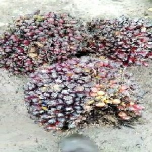 underripe_valid (281).jpg