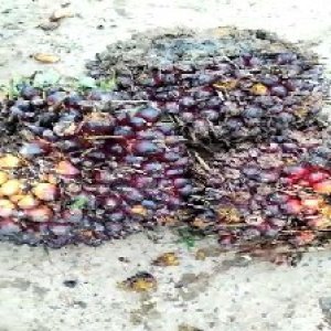 underripe_valid (282).jpg