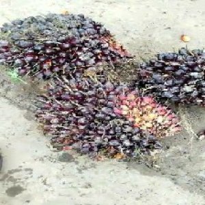 underripe_valid (283).jpg