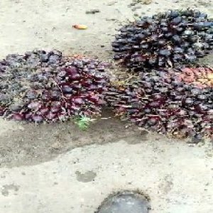 underripe_valid (284).jpg