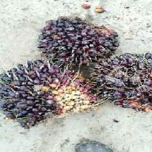 underripe_valid (286).jpg