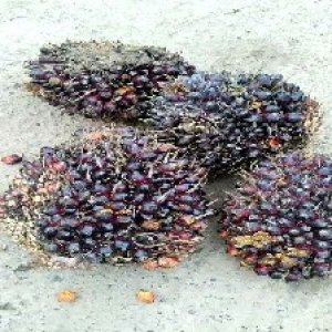 underripe_valid (287).jpg