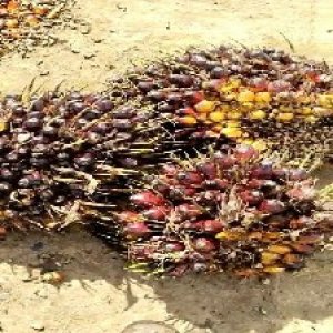 underripe_valid (289).jpg