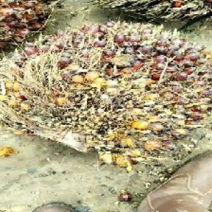 underripe_valid (29).jpg