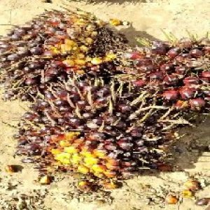 underripe_valid (290).jpg