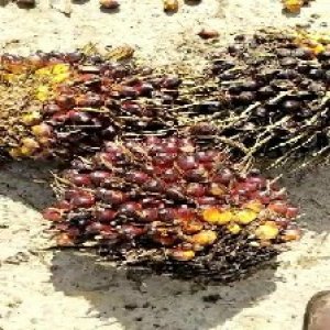 underripe_valid (291).jpg