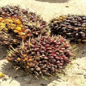 underripe_valid (292).jpg