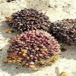 underripe_valid (295).jpg