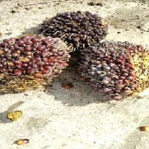 underripe_valid (296).jpg