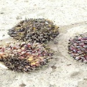 underripe_valid (298).jpg