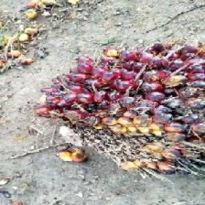 underripe_valid (3).jpg