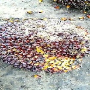 underripe_valid (30).jpg