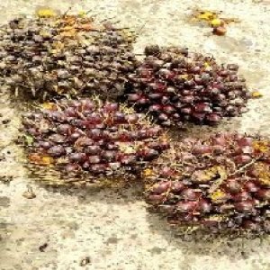 underripe_valid (302).jpg