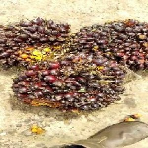 underripe_valid (304).jpg