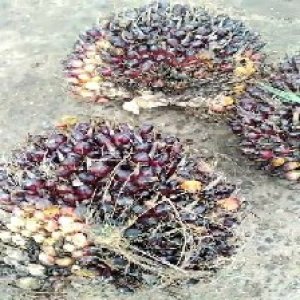 underripe_valid (305).jpg