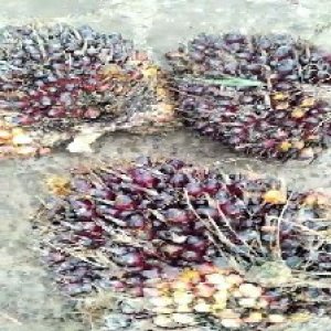 underripe_valid (306).jpg