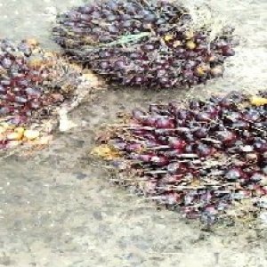 underripe_valid (307).jpg