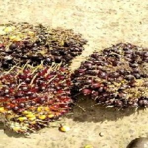 underripe_valid (308).jpg