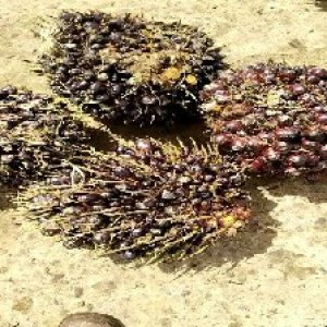 underripe_valid (309).jpg