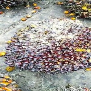 underripe_valid (31).jpg