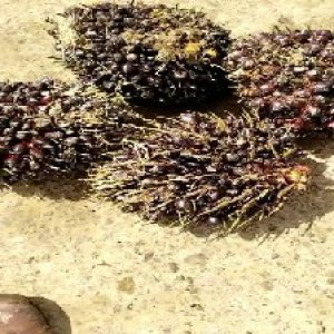 underripe_valid (310).jpg