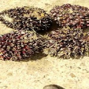 underripe_valid (311).jpg