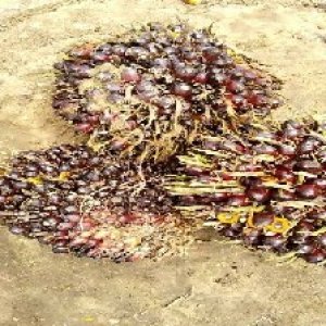 underripe_valid (312).jpg