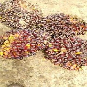 underripe_valid (313).jpg