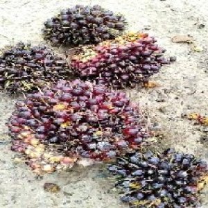 underripe_valid (316).jpg