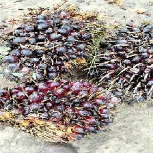 underripe_valid (317).jpg